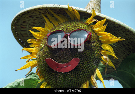 Sonnenblumen Gesicht mit Blick auf den Himmel mit dem Himmel spiegelt sich in den Gläsern Stockfoto