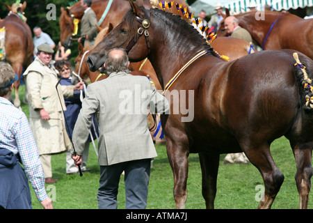 Ein Mann in eine graue Jacke und mit einer Reitgerte führt ein Zugpferd der Suffolk Punch mit geschmückten Main und Rute. Stockfoto