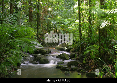 Kultige tropischen Regenwald-Stream in der berühmten Mossman Schlucht in der Nähe von Port Douglas North Queensland Australien Stockfoto