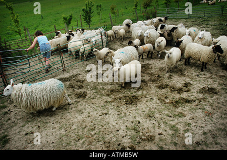 Schafschur Pewsey Vale Stockfoto