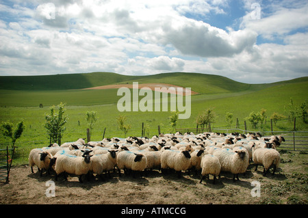 Schafschur Pewsey Vale Stockfoto