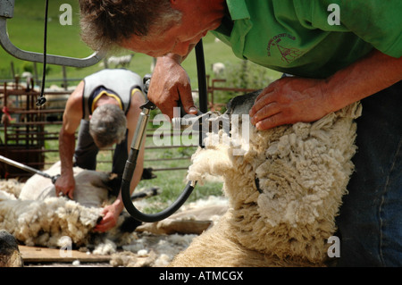 Schafschur Pewsey Vale Stockfoto