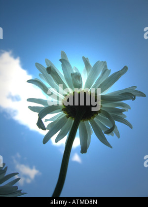 Shasta Daisy vom Boden aus betrachtet Stockfoto