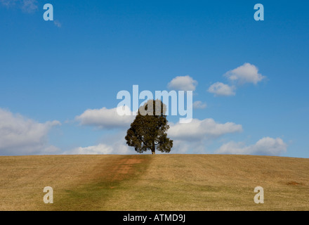 Ein einsamer immergrüner Baum sitzt an der Spitze ein Hügels am Manassas National Battlefield Park nördlich von Manassas, Virginia Stockfoto