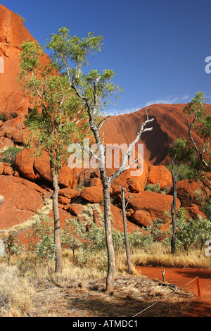 Der kreisförmige Wanderweg rund um Ayers Rock ist Uluru leuchtend rot im morgendlichen Sonnenlicht outback Wüste rote Mitte Australien Stockfoto