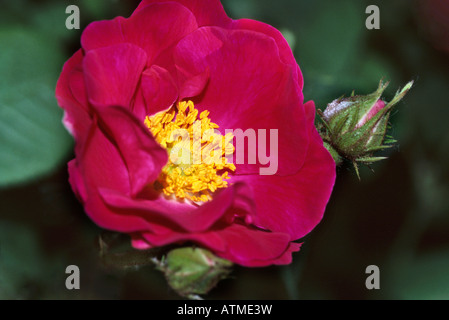 Rosa Gallica Officinalis - lila, rote rose Stockfoto