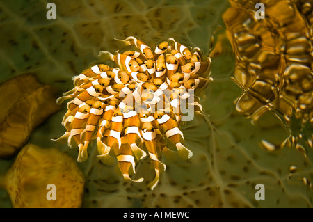 Clark Anemonenfischen Amphiprion Clarkii, Jugendliche Anzeige einzigartige Verhalten in einem Zucht-Tank in der Natur noch nie gesehen. Stockfoto