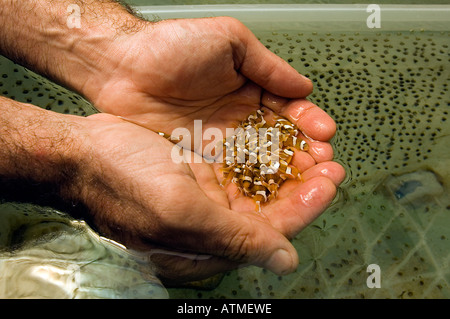 Clark Anemonenfischen Amphiprion Clarkii, Jugendliche in den Händen der Aquarianer. Stockfoto