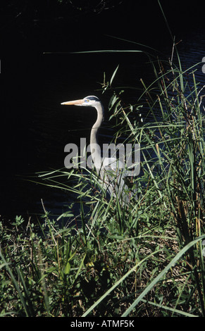 Tricolored Heron (Egretta tricolor), Everglades National Park, Florida, USA Stockfoto