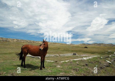 Ein Pferd in einem Feld in Port Stanley, Falkland-Inseln. Stockfoto