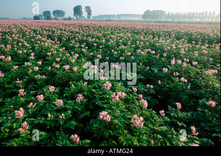 Potatoe Stockfoto