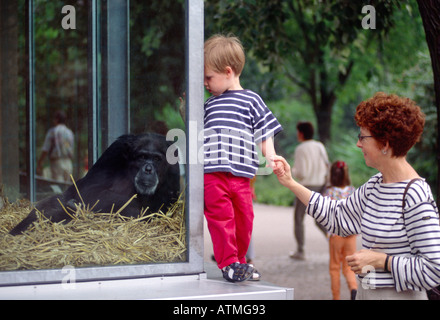 Schimpansen / Chimp Stockfoto