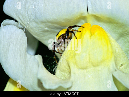 Synaema Globosum auf Linaria vulgaris Stockfoto