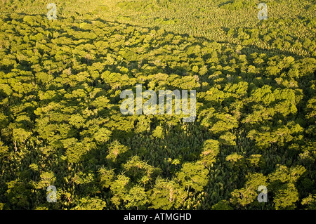 Luftaufnahme der Mangrovenwälder in Kuching und Sarawak River Borneo Malaysia Stockfoto