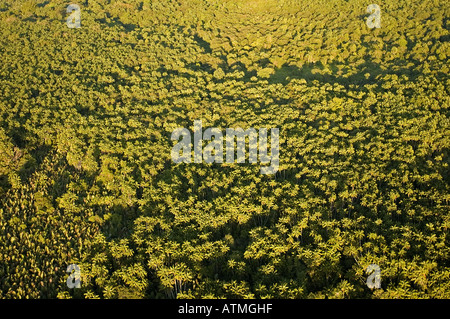 Luftaufnahme der Mangrovenwälder in Kuching und Sarawak River Borneo Malaysia Stockfoto