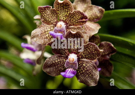 Orchideen Orchidee Garten der königlichen botanischen Gärten Singapur Stockfoto