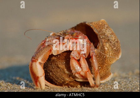 Großen Einsiedlerkrebs Stockfoto