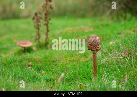 Parasol Pilze (Macrolepiota procera) wachsen auf grassy Bank Stockfoto