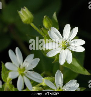 Wasserdarm, Myosoton aquaticum Stockfoto