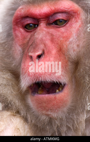 mit rotem Gesicht Schnee Affe japanischen Makaken Baden in heißen Quellen Jigokudani Nagano Alpen Japan Stockfoto