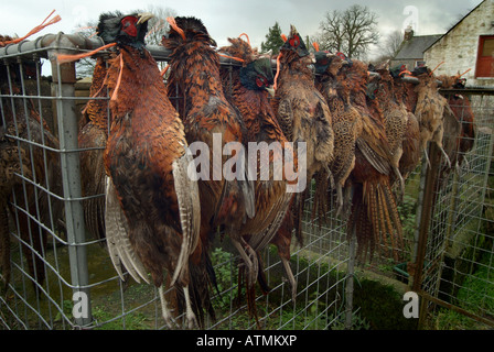 Tot Fasane außerhalb eines Bauernhauses in Schottland hängen nach einer erfolgreichen Fasan schießen Stockfoto