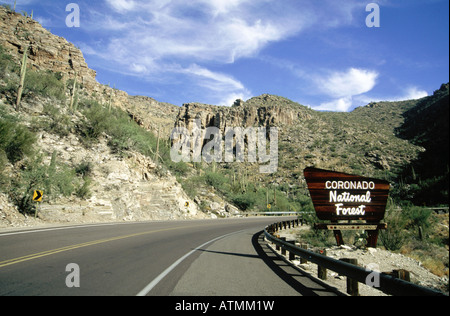 Cactuses auf der Straße, Coronado National Forest, Mount Lemmon Drive, Tucson Outskirts, Arizona, USA Stockfoto