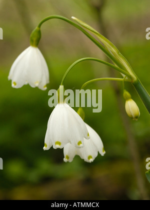 Sommer-Schneeflocke oder Loddon Lily, Leucojum Aestivum Unterart aestivum Stockfoto