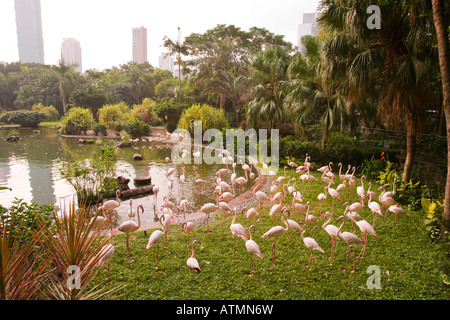 HONG KONG CHINA Flamingos in Kowloon Park Stockfoto