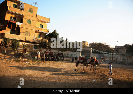 Kamele warten auf Kunden in den frühen Morgenstunden in Gizeh. Stockfoto