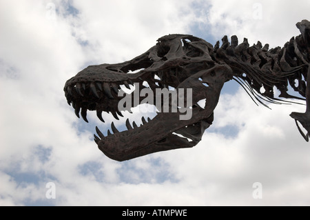 Skelett Nachbau des t-Rex namens Stan auf dem Display an der Discovery Science Center, Santa Ana, Kalifornien, USA (Juli 2006) Stockfoto