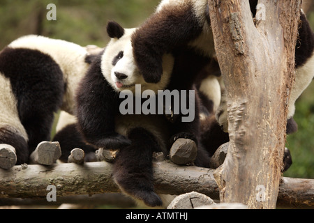 Eine Gruppe der jungen Pandas im Wolong Panda Reservat Stockfoto