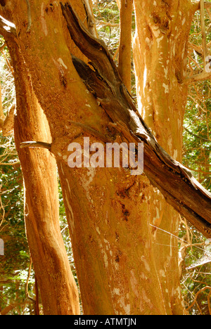 Nationalpark Los Mapuches, Peninsula de Quetrihue, Neuquen, Argentinien, Südamerika Stockfoto