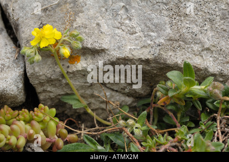 Hoary Rock rose, Helianthemum oelandicum Stockfoto