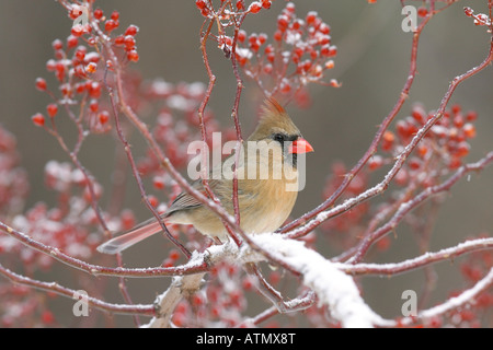 Weiblichen nördlichen Cardinal, thront in Multiflora Rose Beeren mit Schnee Stockfoto