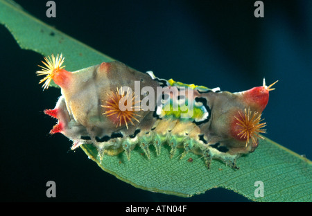 Australische Tasse Schmetterling Raupe Stockfoto