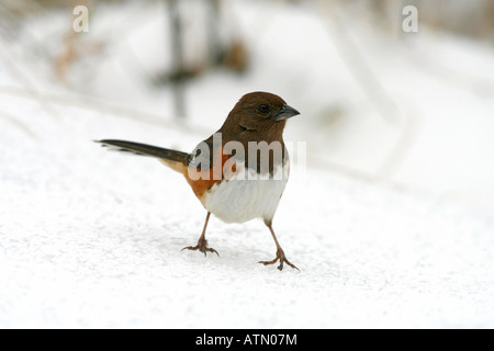 Weibliche östliche Towhee im Schnee Stockfoto