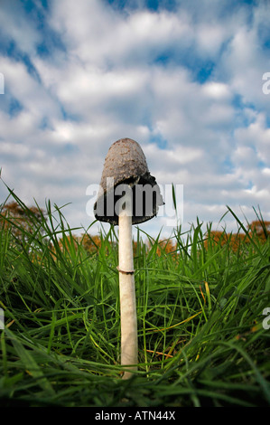 Eine zottige Tinte Kappe gesehen aus dem Boden, nachschlagen. Stockfoto