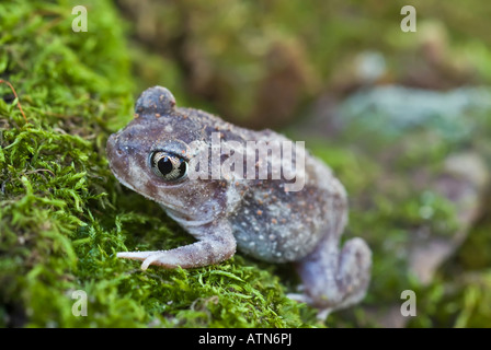 Östlichen katzenähnliche Kröte, Scaphiiopus Holbrookii, in Nordamerika beheimatet. Stockfoto