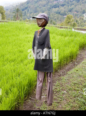 Vogelscheuche In Reis Reisfelder Ubud Bali Indonesien Stockfoto