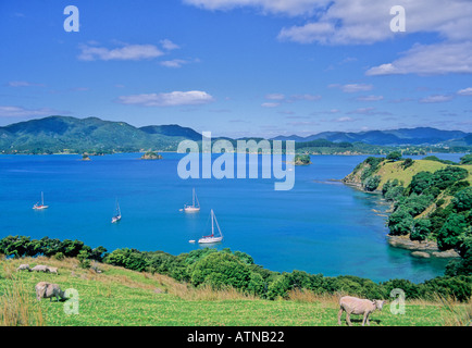 Schafe grasen auf Urupukapuka Island in der Bay of Islands in Neuseeland; Blick ist von der Insel selbst-geführte archäologische Wanderung Stockfoto