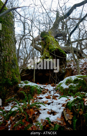 Der Winter Wald mit einem umgestürzten Baum, Porvoo, Finnland, Europa. Stockfoto