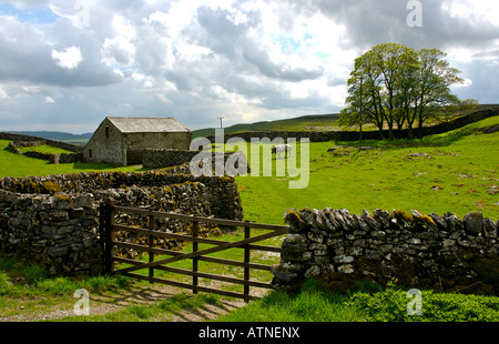 Kuh im Feld: typische Szene in Yorkshire Dales National Park, UK Stockfoto