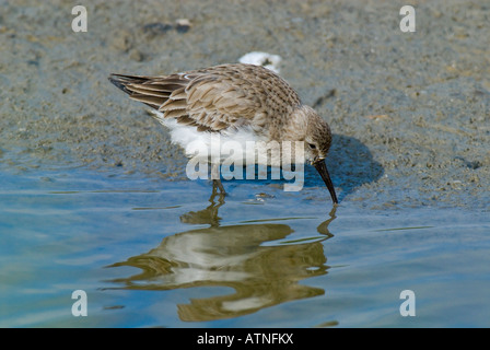 Zwergstrandläufer Calidris Minuta Stint Strandlaeufer Wathose Stockfoto