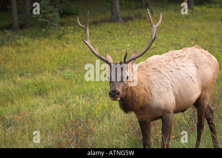 Der Elch wird auf eine Marge von Holz in der Reserve beweidet. Stockfoto