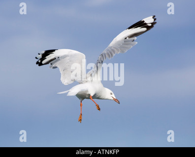 Silberne Möwe (Chroicocephalus Novaehollandiae) im Flug gegen starken Wind. Perth, Western Australia, Australia Stockfoto