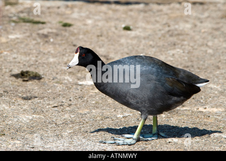 Eine US-amerikanische Blässhuhn (Fulica Americana) in Palo Alto Baylands Naturschutzgebiet in Kalifornien, USA. Stockfoto