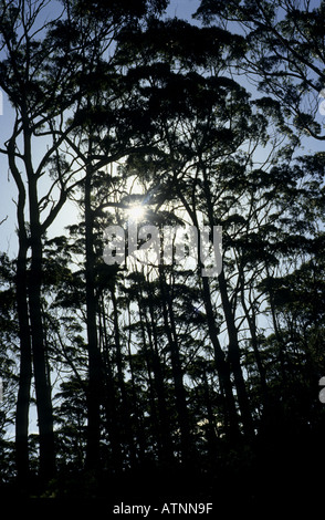 Eukalyptus Wald, Tasmanien, Australien Stockfoto