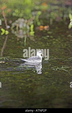 Graues Phalarope rotes Phalarope Phalaropus Fulicarius im Winterkleid am kleinen Teich in der Nähe von Burley New Forest Hampshire England Stockfoto