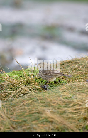 Rock-Pieper Anthus Petrosus auf schlammigen Vorland Keyhaven Sümpfen New Forest Nationalpark Hampshire England Stockfoto