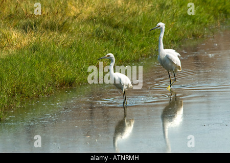 Zwei Schneegreiher, Egretta thula, waten im Palo Alto Baylands Naturschutzgebiet in Kalifornien, USA. Stockfoto